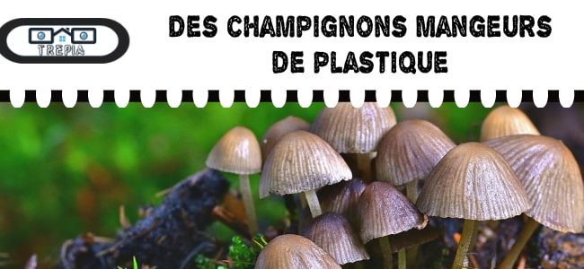un champignon magique et responsable